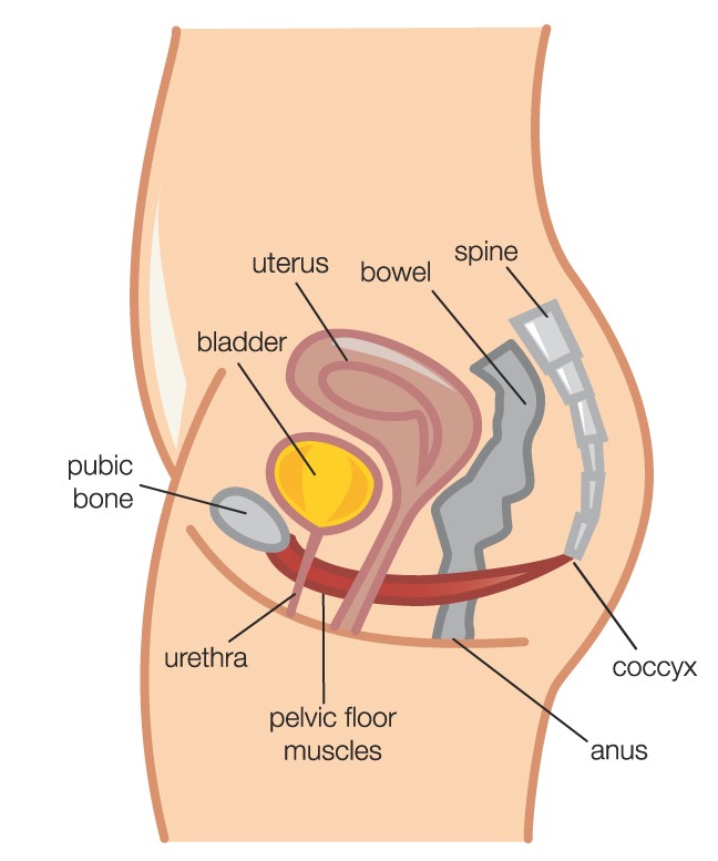 Diagram illustrating the details of a women's pelvic floor and how women's physio can help pelvis floor muscle problems.   