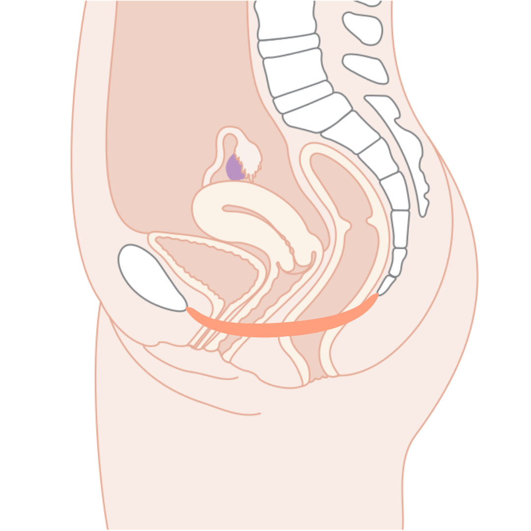 Illustration showing cross-section of women's pelvis including vagina, bladder, urethra, bowel and uterus in normal position with no pelvic organ prolapse. 