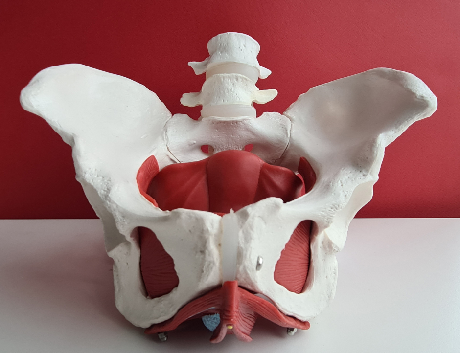 Model of a pelvis showing lower spine vertebrae and pelvis with pelvic floor muscles. 