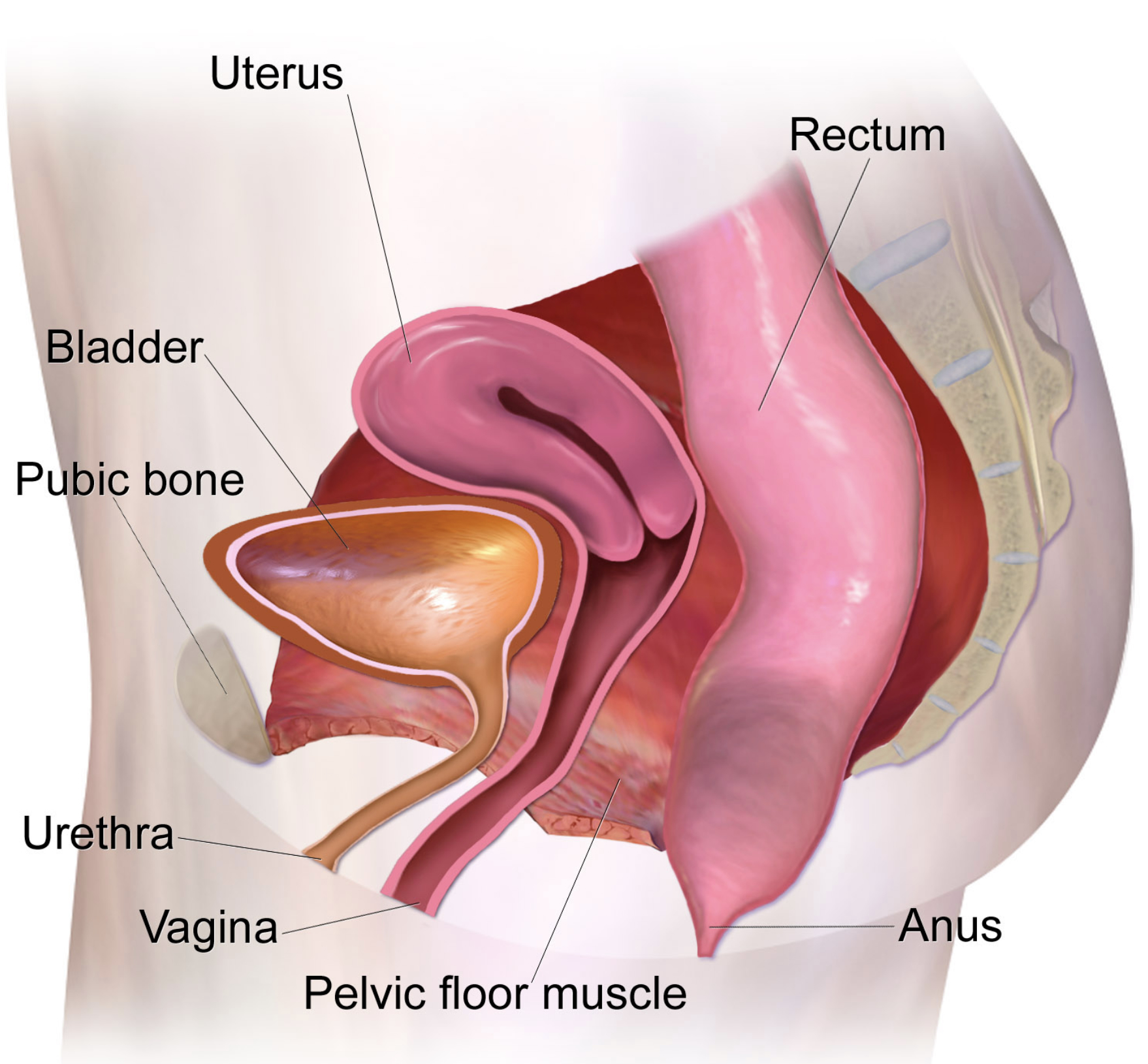 Credit: Bruce Blaus - link to https://commons.wikimedia.org/wiki/User:BruceBlaus  Diagram of a women's healthy pelvic area, showing the urinary tract and vagina.