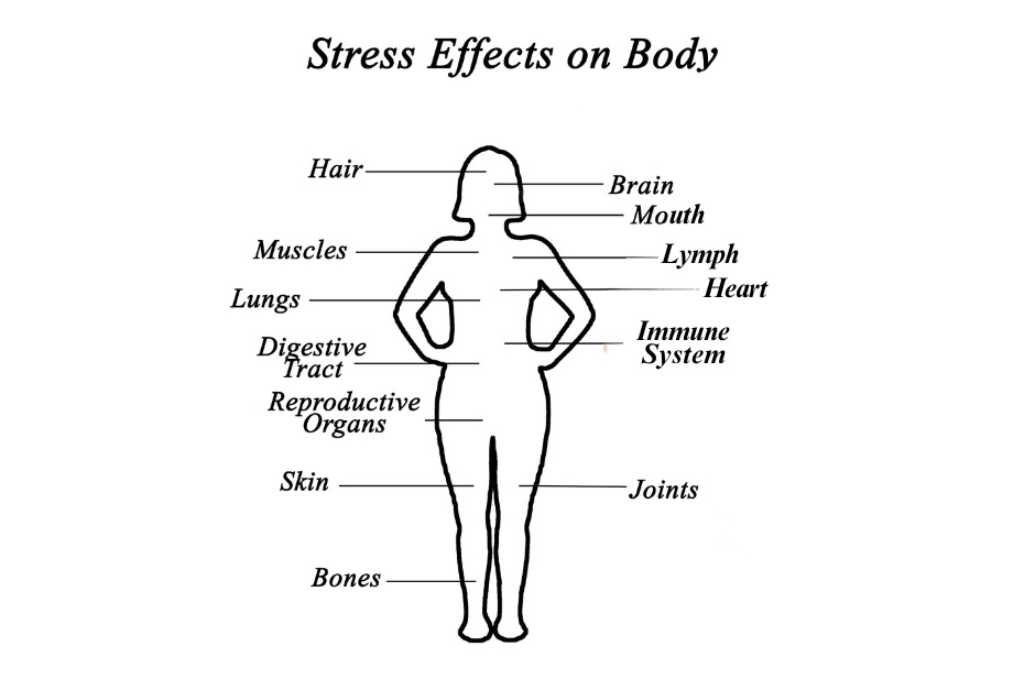 Diagram of a female body to illustrate the different effects of stress on the body.