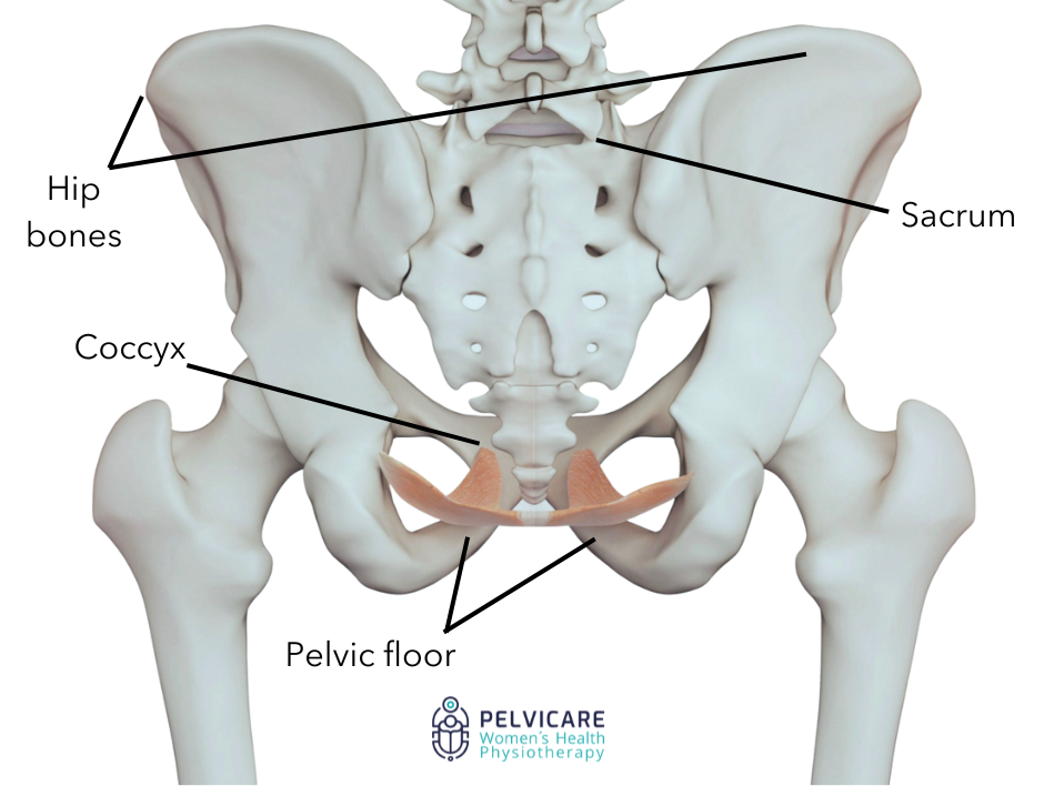 Diagram of female pelvic bones showing where pelvic girdle pain (PGP) occurs.